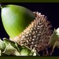 Holly Oak Holm Oak Quercus ilex 5 Seeds