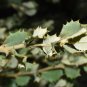 Holly Oak Holm Oak Quercus ilex 5 Seeds