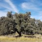 Holly Oak Holm Oak Quercus ilex 5 Seeds