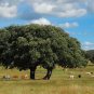 Holly Oak Holm Oak Quercus ilex 5 Seeds