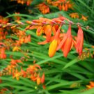 Coppertips Crocosmia paniculata 10 Seeds