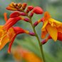 Coppertips Crocosmia paniculata 10 Seeds
