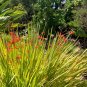 Coppertips Crocosmia paniculata 10 Seeds