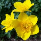Marsh Marigold 100 Seeds Caltha palustris Marsh Marigold 100 Seeds Caltha palustris