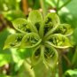 Marsh Marigold 100 Seeds Caltha palustris