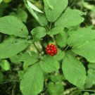 American Ginseng Panax quinquefolius 100 Seeds American Ginseng Panax quinquefolius 100 Seeds