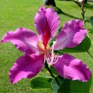Orchid Tree Bauhinia variegata 10 Seeds Orchid Tree Bauhinia variegata 10 Seeds