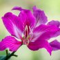 Orchid Tree Bauhinia variegata 10 Seeds