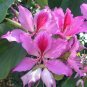 Orchid Tree Bauhinia variegata 10 Seeds