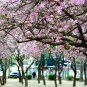 Orchid Tree Bauhinia variegata 10 Seeds