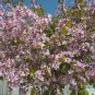 Orchid Tree Bauhinia variegata 10 Seeds