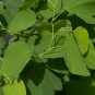 Orchid Tree Bauhinia variegata 10 Seeds