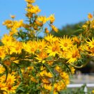 Maximilian's Sunflower Helianthus maximiliani 100 Seeds Maximilian's Sunflower Helianthus maximiliani 100 Seeds
