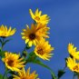 Maximilian's Sunflower Helianthus maximiliani 100 Seeds