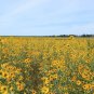 Maximilian's Sunflower Helianthus maximiliani 100 Seeds