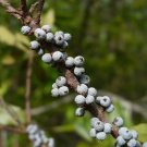Southern Bayberry Myrica cerifera 100 Seeds