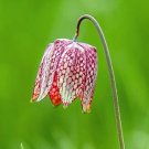 Checkered Lily 50 Seeds Fritillaria meleagris Checkered Lily 50 Seeds Fritillaria meleagris
