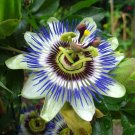Blue Passion Flower Passiflora caerulea 20 Seeds Blue Passion Flower Passiflora caerulea 20 Seeds