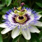 Blue Passion Flower   Passiflora caerulea  20 Seeds