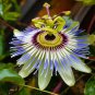 Blue Passion Flower   Passiflora caerulea  20 Seeds