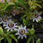 Blue Passion Flower   Passiflora caerulea  20 Seeds