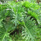 Tree Philodendron Philodendron selloum 100 Seeds Tree Philodendron Philodendron selloum 100 Seeds