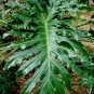 Tree Philodendron Philodendron selloum 100 Seeds