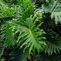 Tree Philodendron Philodendron selloum 100 Seeds