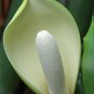 Tree Philodendron Philodendron selloum 100 Seeds