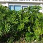 Tree Philodendron Philodendron selloum 100 Seeds