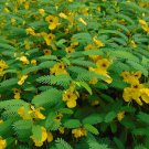 Partridge Pea Chamaecrista fasciculata 100 Seeds Partridge Pea Chamaecrista fasciculata 100 Seeds