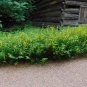 Partridge Pea Chamaecrista fasciculata 100 Seeds