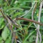 Partridge Pea Chamaecrista fasciculata 100 Seeds