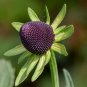 Western Coneflower 100 Seeds Rudbeckia occidentalis