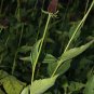 Western Coneflower 100 Seeds Rudbeckia occidentalis