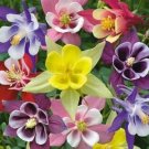 Giant Columbine Mix  100 Seeds  Aquilegia caerulea