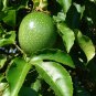Yellow Passion Fruit Granadilla Passiflora edulis 20 Seeds