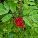 Red Elderberry Sambucus racemosa 100 Seeds Red Elderberry Sambucus racemosa 100 Seeds