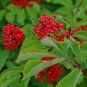 Red Elderberry Sambucus racemosa 100 Seeds