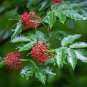 Red Elderberry Sambucus racemosa 100 Seeds