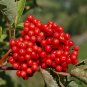 Red Elderberry Sambucus racemosa 100 Seeds