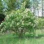Red Elderberry Sambucus racemosa 100 Seeds