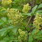 Red Elderberry Sambucus racemosa 100 Seeds