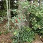 Red Elderberry Sambucus racemosa 100 Seeds