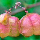 Balloon Vine 10 Seeds Cardiospermum halicacabum Balloon Vine 10 Seeds Cardiospermum halicacabum