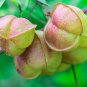 Balloon Vine  10 Seeds  Cardiospermum halicacabum