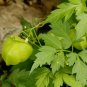 Balloon Vine  10 Seeds  Cardiospermum halicacabum