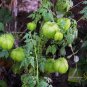 Balloon Vine  10 Seeds  Cardiospermum halicacabum