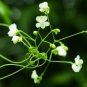 Balloon Vine  10 Seeds  Cardiospermum halicacabum