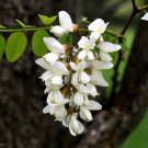 Black Locust 100 Seeds Robinia Pseudoacacia Black Locust 100 Seeds Robinia Pseudoacacia